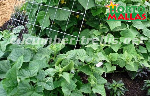 6 X 330 ft Plant Climbing Support Net Plastics Nylon Trellis Grow Net Cucumber 
