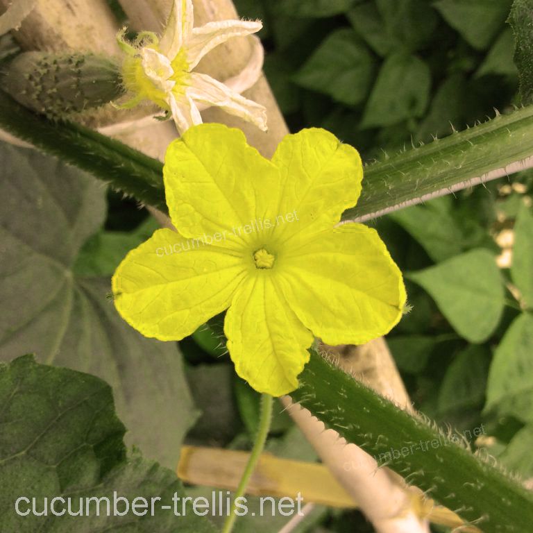 cucumber flower ready to be pollinated