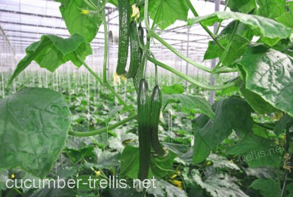 high wire cucumber trellises